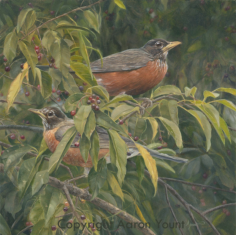 American Robins Greenwich Workshop