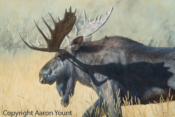 <em>Moose</em> - Oil on Linen - 24 X 36 in.